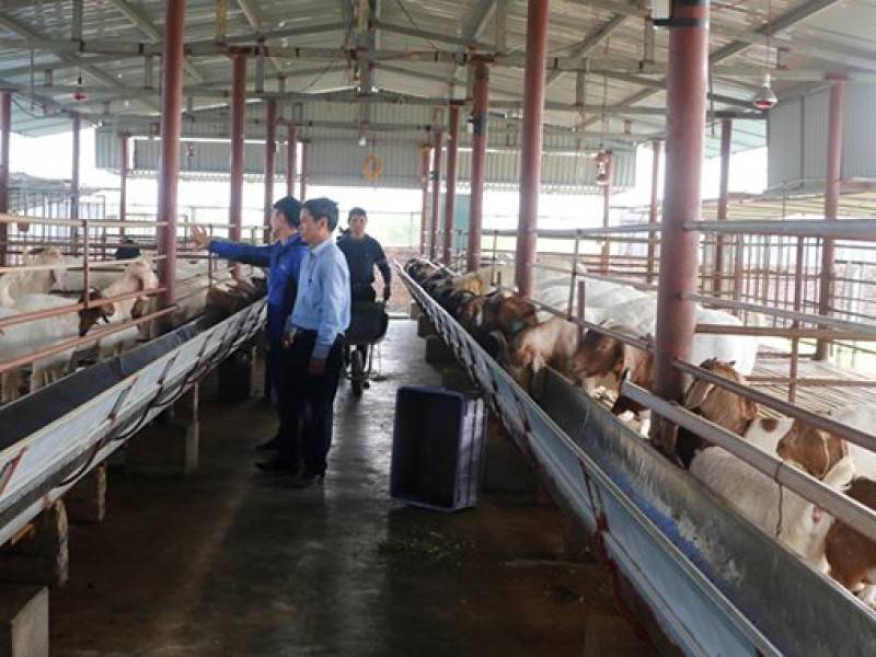 Mô hình chăn nuôi dê nhốt chuồng ở xã Tam Giang huyện Krông Năng Đắk Lắk   Cổng thông tin điện tử Sở Nông nghiệp Tỉnh Đắk Lắk