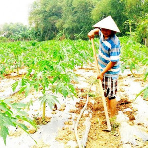 HLV thị xã An Nhơn: Góp phần nâng cao phong trào nông dân sản xuất kinh doanh giỏi