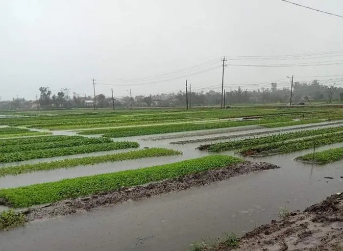 Khoảng 361ha rau màu bị dập nát do mưa lớn.