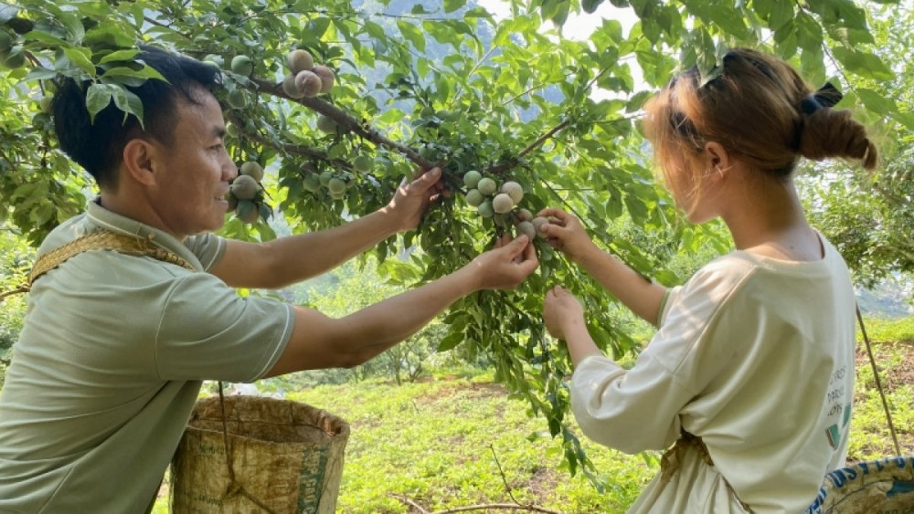 Festival trái cây và sản phẩm OCOP Việt Nam năm 2022 sẽ bắt đầu từ ngày 28/5 tại Sơn La