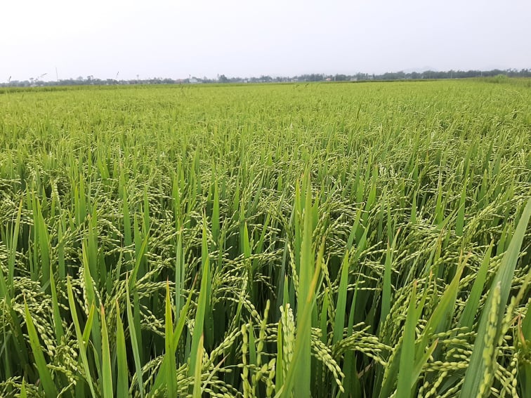 Sản xuất lúa trong vụ Đông Xuân năm 2020 – 2021 tại Thừa Thiên - Huế đang diễn ra thuận lợi.