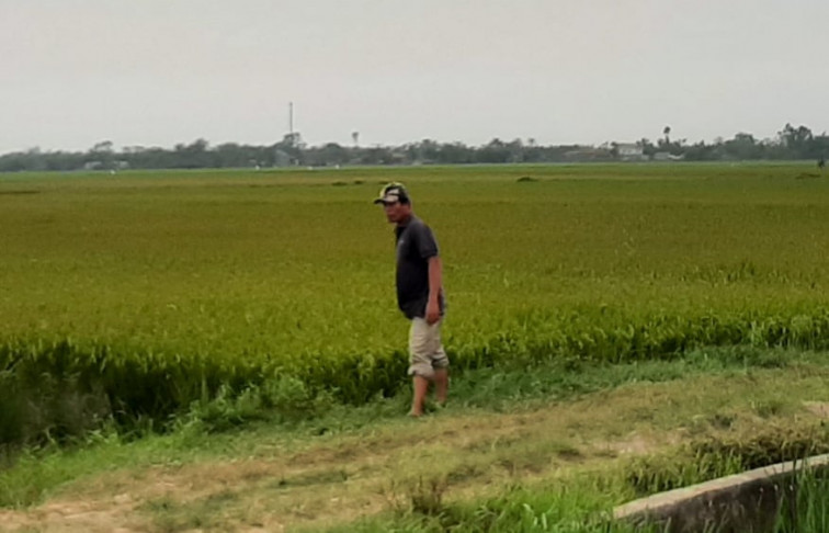 Người dân tại huyện Phong Điền đi thăm đồng và kiểm tra tình hình sâu bệnh trên cây lúa.