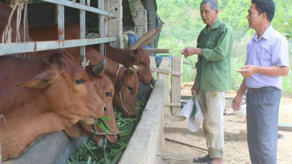 Tám con trâu, gần 7ha lúa ở Tuyên Quang bị chết do rét đậm, rét hại