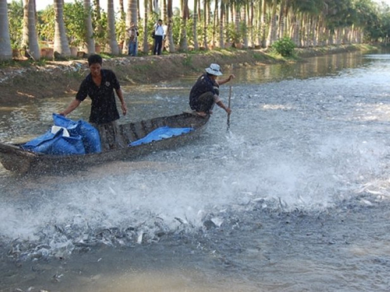 Đồng bằng sông Cửu Long: Thuận thiên bền vững, vượt đại dịch