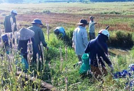 Hưởng ứng Ngày Chủ nhật xanh, xã Phong Sơn đã phát động phong trào thu gom vỏ thuốc bảo vệ thực vật trên đồng ruộng.