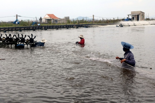 giá-tôm-thẻ-thương-phẩm-hiện-cũng-ở-mức-thấp-so-với-thời-điểm-năm-ngo.jpg