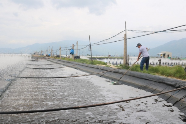 người-nuôi-tôm-ở-vạn-thọ-gặp-khó-vì-thời-tiết-bất-thường-và-giá-vật-tư-đầu-vào-tăng.jpg