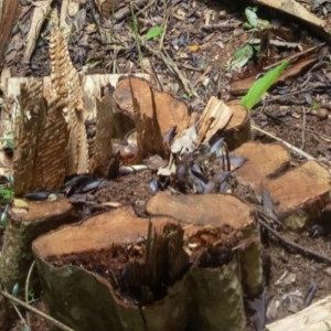 Đắk Nông: Vụ nhiều cây gỗ bị xẻ “thịt”, hàng loạt cán bộ liên quan bị xử lý kỷ luật