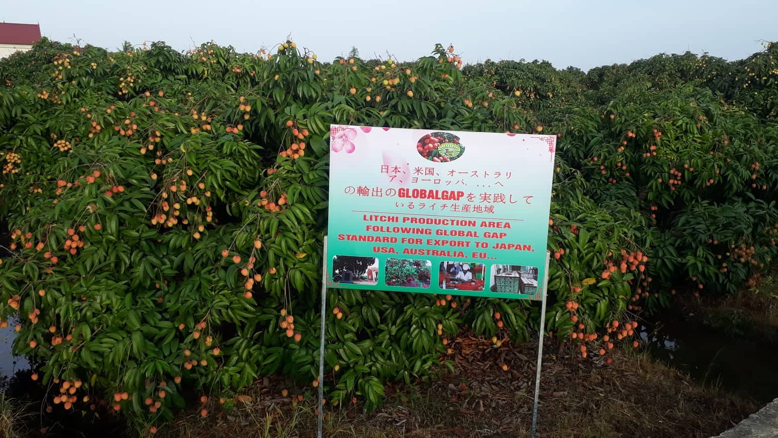 Vùng trồng vải thiều đạt tiêu chuẩn VietGAP , GlobalGap tại xã Thanh Quang, huyện Thanh Hà, Hải Dương.