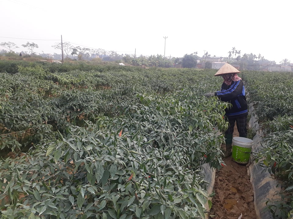 Nông dân Nguyễn Thị Quyên phấn khởi vì giá ớt tăng cao.