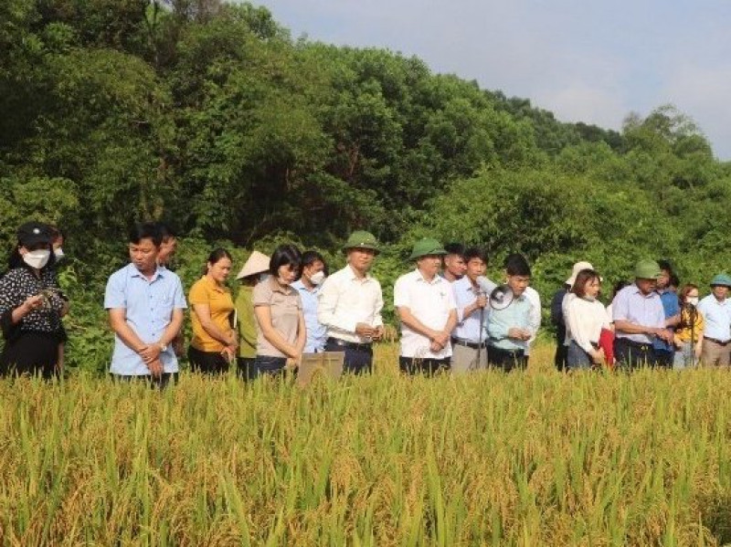 Sản xuất lúa hữu cơ ở Hà Tĩnh: Nhiều ưu điểm vượt trội