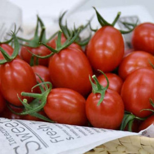 Nhật Bản “tung” cà chua chỉnh sửa gen CRISPR giúp giảm căng thẳng 