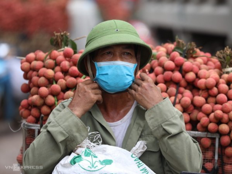 Hơn 100 thương nhân Trung Quốc được vào mua vải thiều Bắc Giang