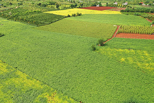 Vinasoy chọn Cư Jút là cứ điểm của Trung tâm khảo nghiệm đậu nành Tây Nguyên để nghiên cứu phát triển giống đậu nành mới, cung cấp giống đậu nành tốt cho nông dân cả nước