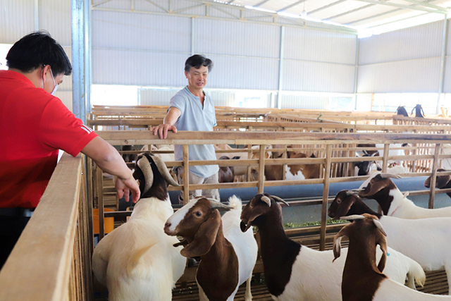 Chăn nuôi giống Dê Thái ở Lâm Đồng  Mô hình cần được nhân rộng trong phát  triển KTTT của thanh niên  Tạp chí Kinh tế và Dự báo