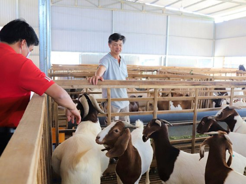 Mô hình nuôi dê công nghiệp bán công nghiệp  Trại Dê Giống Ninh Thuận