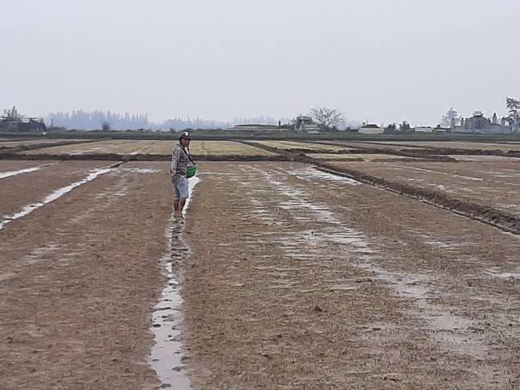 Một số ruộng đã gieo nhưng lúa nảy mầm ít hoặc cây non bị chết vì mưa, rét.