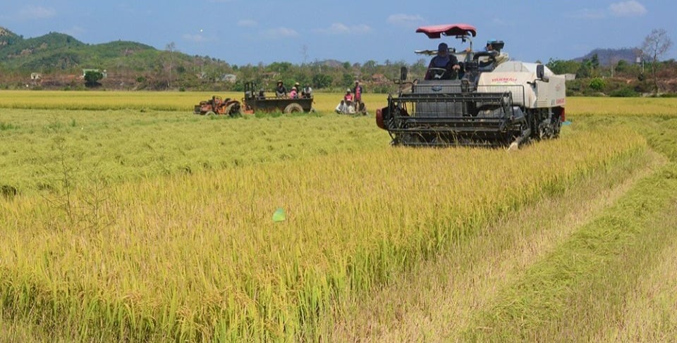 Áp dụng sản xuất lúa theo quy trình VietGap tại cánh đồng lúa xã Buôn Choah, huyện Krông Nô.