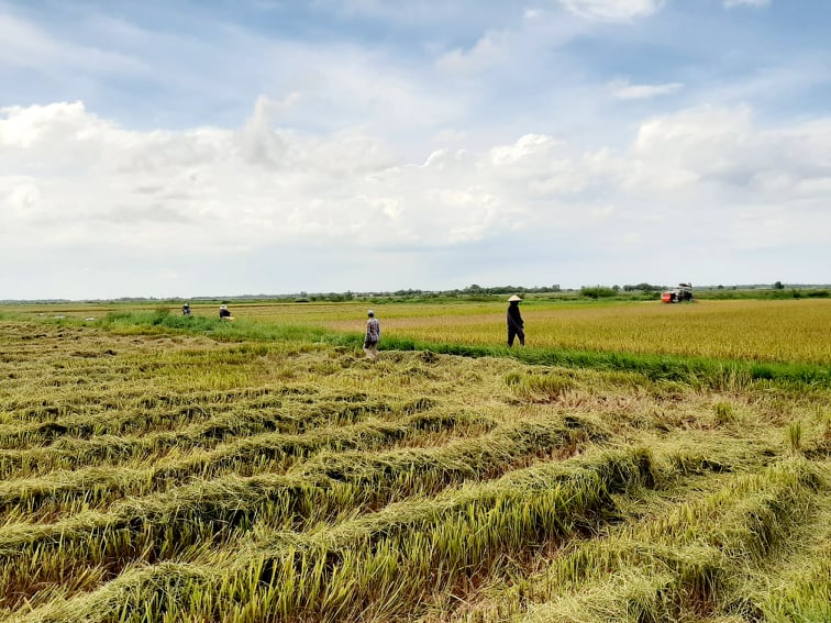 Tỉnh Thừa Thiên - Huế đã chủ động thu hoạch lúa vụ hè - thu để hạn chế những ảnh hưởng tiêu cực từ thời tiết.