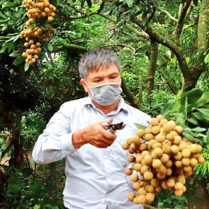 Hội Làm vườn và Nuôi ong tỉnh Hưng Yên cùng hội viên vượt qua mùa nhãn khó khăn