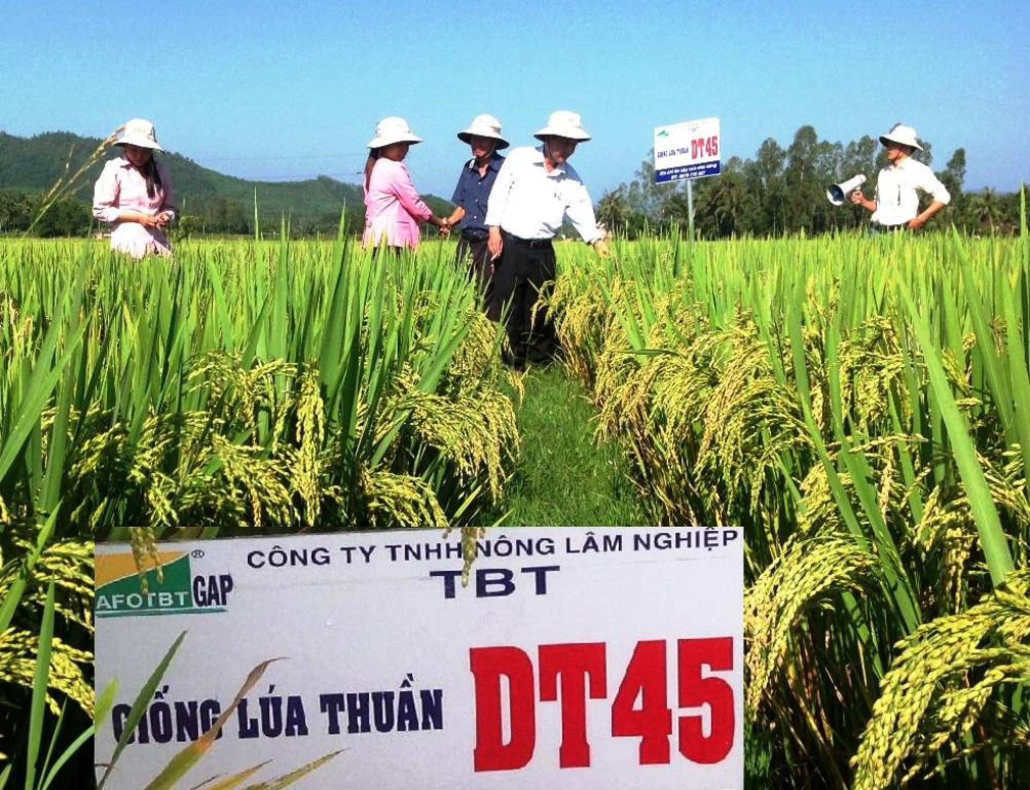 DT45 – một trong những giống lúa chủ lực được khuyến cáo sử dụng cho vụ sản xuất Hè Thu