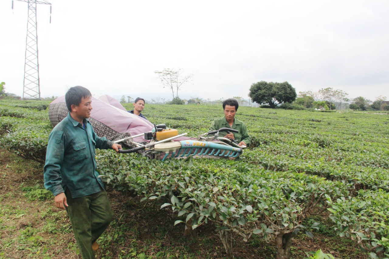 Thu hoạch chè ở huyện Con Cuông