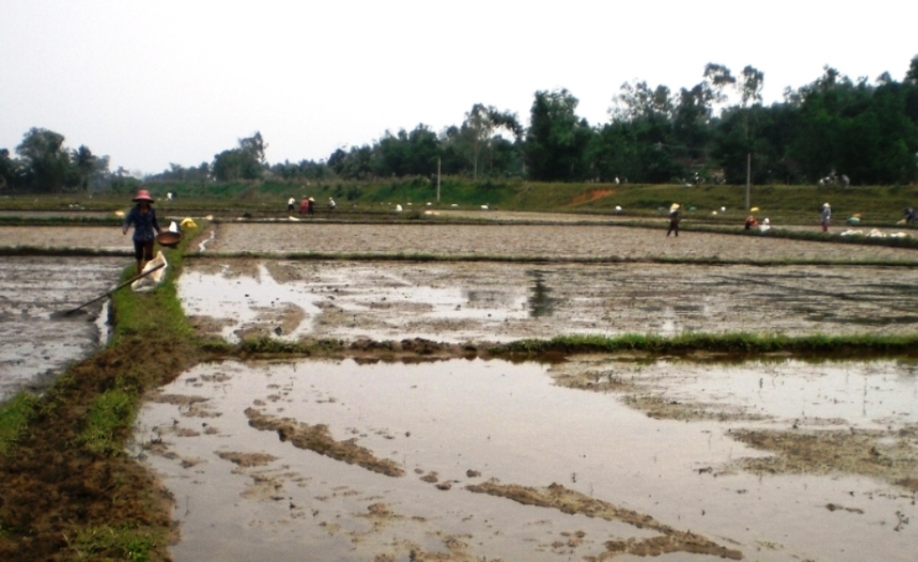 Nhiều diện tích lúa vụ Đông Xuân 2021 – 2022 ở Quảng Ngãi gieo sạ bị hư hỏng nặng do mưa lớn.