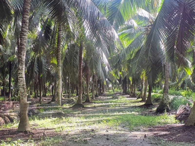 Phát triển kinh tế hợp tác trong ngành dừa theo tiêu chuẩn hữu cơ