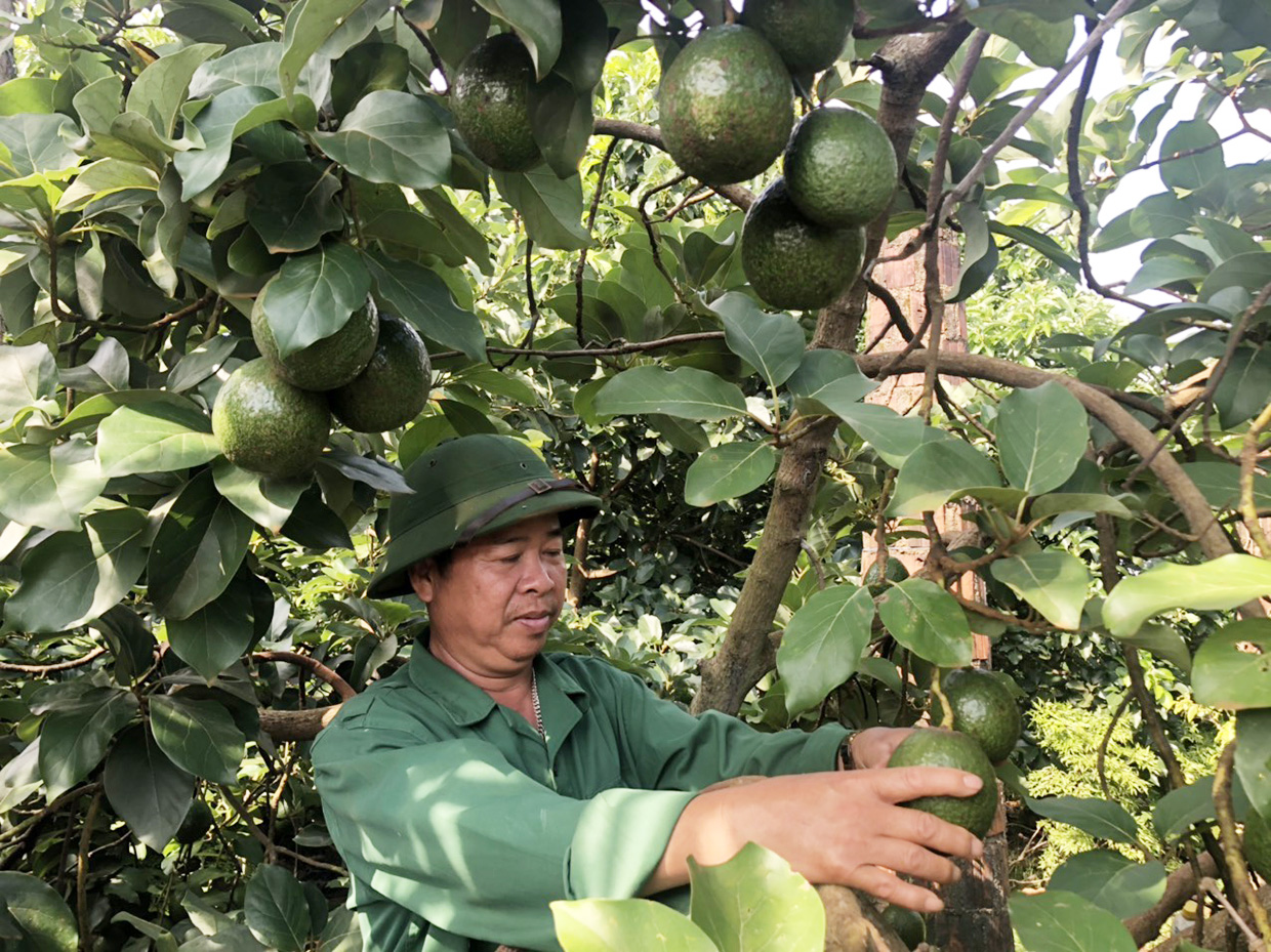 Cây bơ và kỳ vọng da dạng hóa cây trồng vùng gò đồi  Báo Quảng Bình điện tử