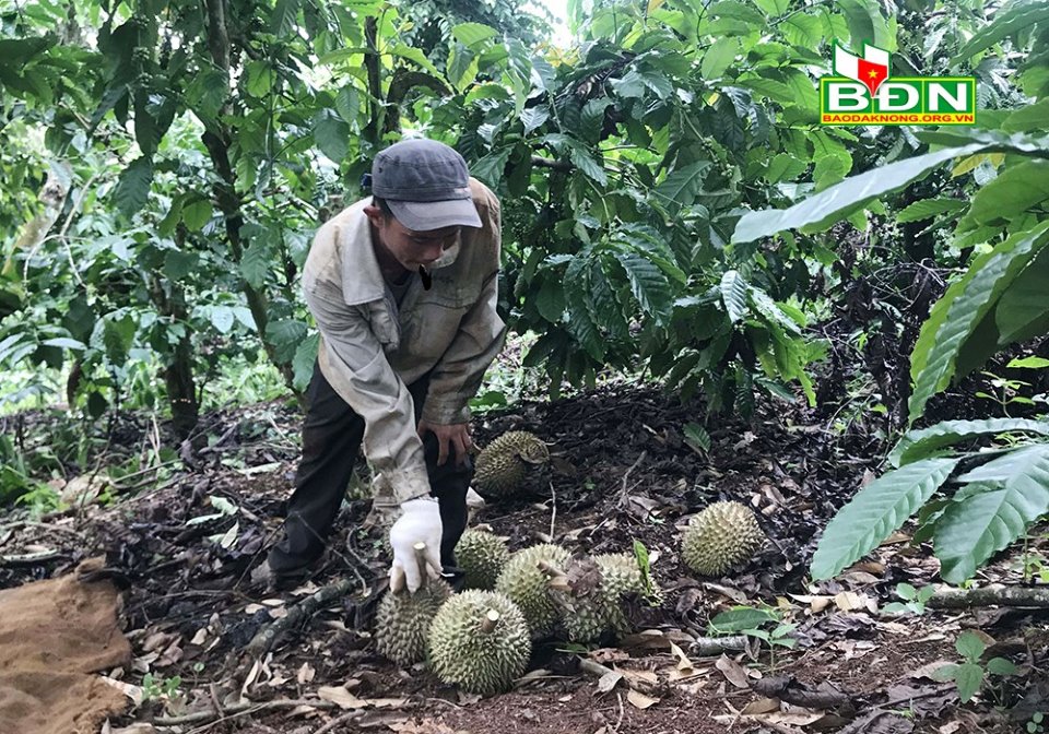 Thu nhập tăng 100 cho người trồng cà phê từ mô hình xen canh tối ưu  Thời  báo Tài chính Việt Nam