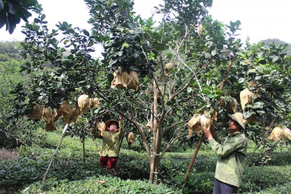 Kỹ thuật trồng và bón phân cho cây gừng  Kinh nghiệm làm ăn  Báo ảnh Dân  tộc và Miền núi