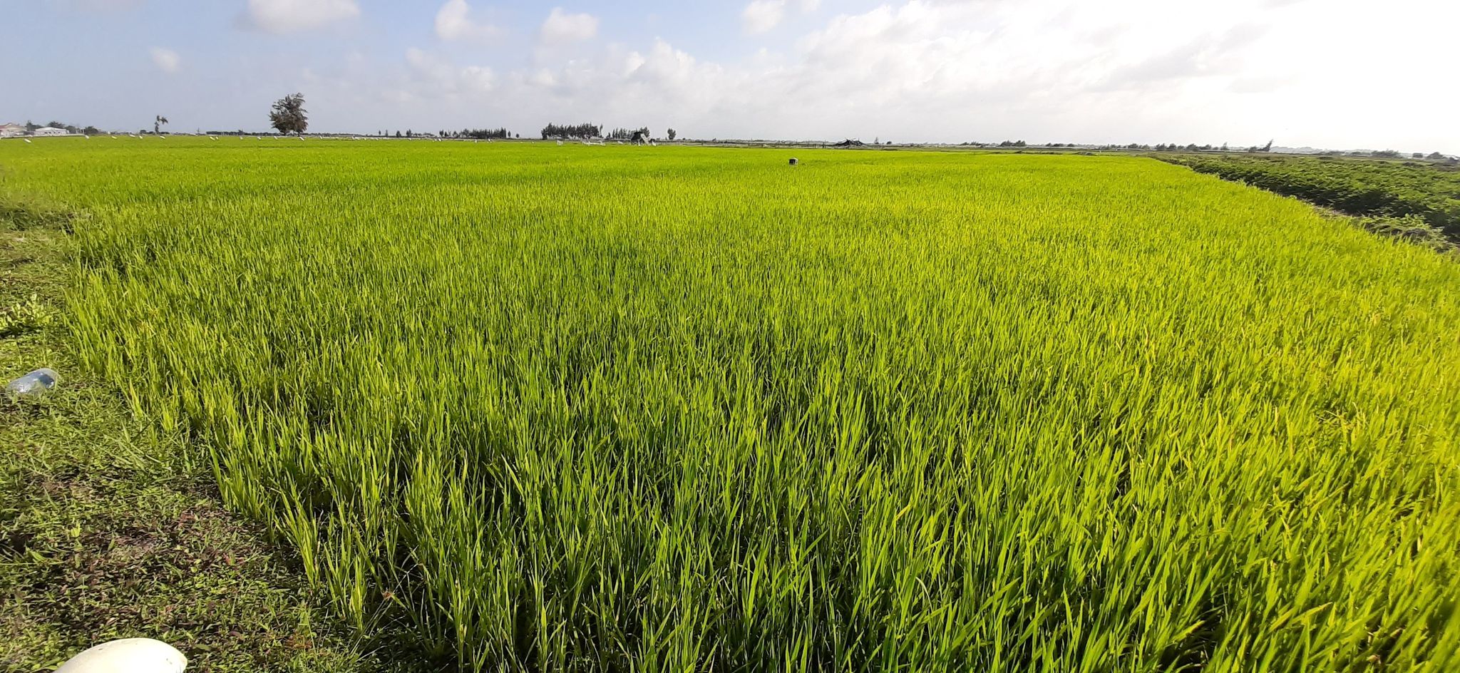 Dự báo có khoảng 1.066 ha trồng lúa bị thiếu nước vào thời kỳ cuối vụ Đông Xuân.