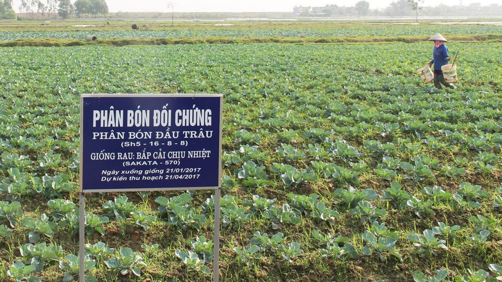 Bắc Giang hỗ trợ đến 200 triệu đồng/mô hình rau củ quả vụ đông