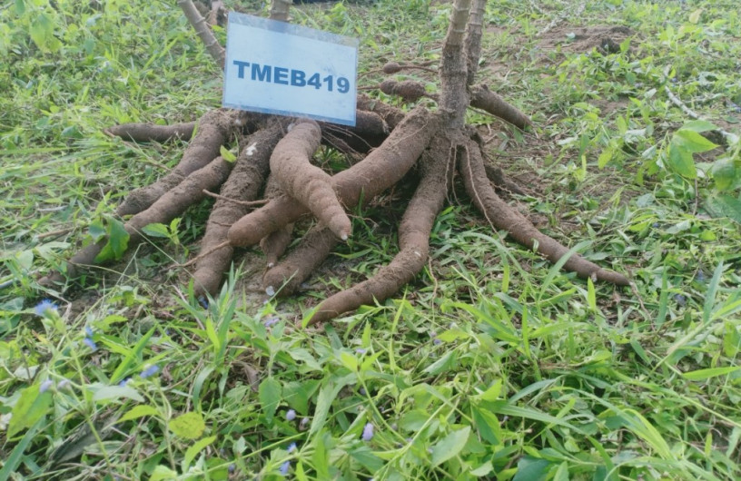 TMEB419 (HN1) – giống sắn có khả năng kháng bệnh khảm lá cao và cho năng suất củ tươi, hàm lượng tinh bột tương đối khá.