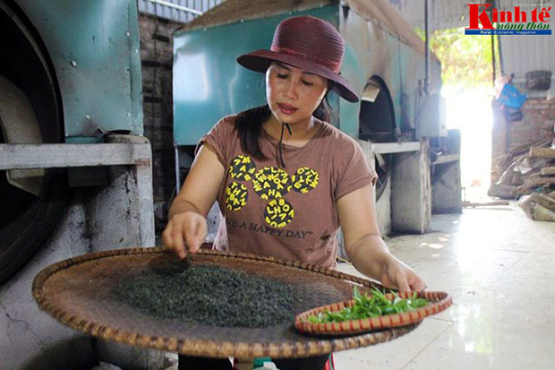 Mọi công đoạn làm chè Phú Yên hiện nay vẫn giữ được cách làm thủ công truyền thống.