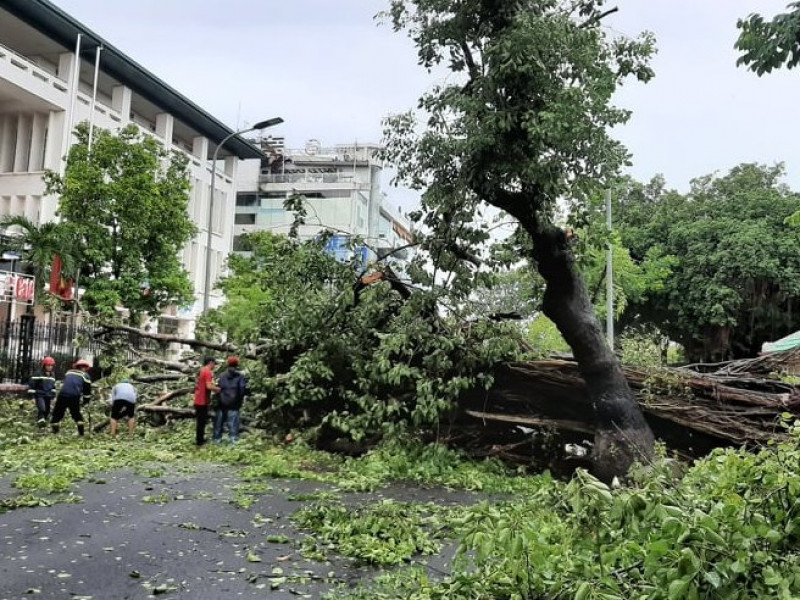 Chạy về nhà chống bão, chuyên viên phòng GD&ĐT bị cây đè ...