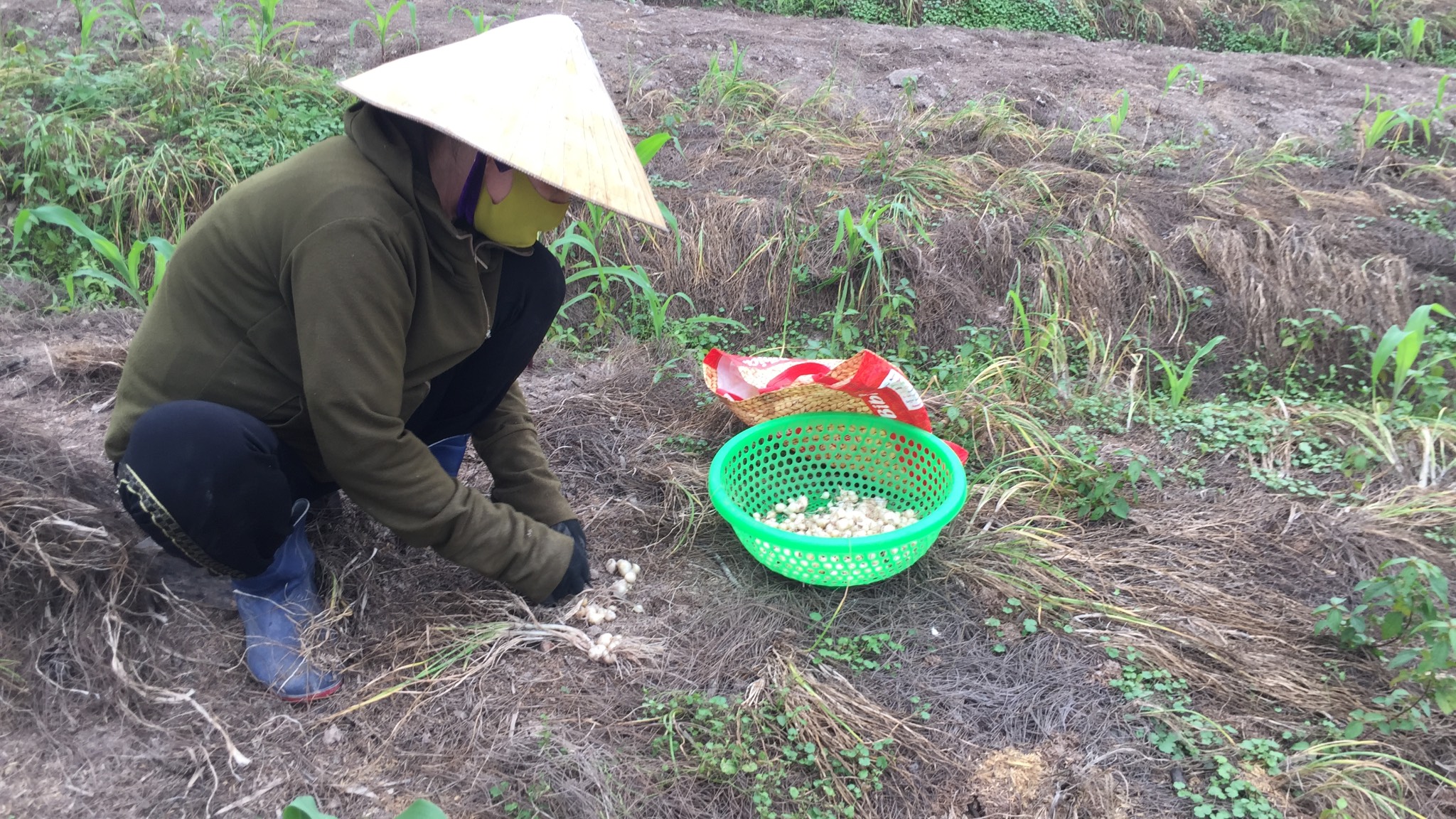 Giá xuống thấp, người trồng hành Nghi Lộc chỉ dám thu hoạch cầm chừng, hàng trăm hecta vẫn chịu cảnh nằm ruộng