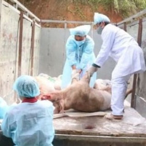 Hải Phòng yêu cầu các đơn vị quyết liệt chống dịch tả lợn châu Phi