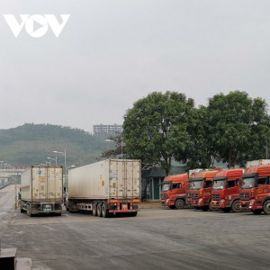 Thanh long nối lại xuất khẩu qua Lào Cai sau gần 5 tháng tạm dừng