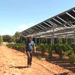 Mái che - pin mặt trời vừa tăng năng suất cây trồng, vừa cho điện sạch