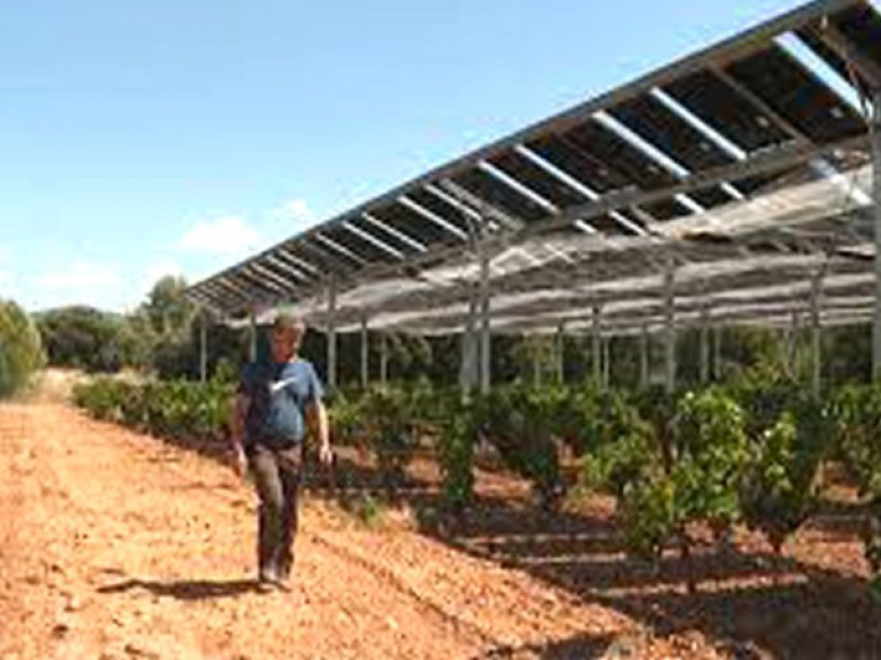 Mái che - pin mặt trời vừa tăng năng suất cây trồng, vừa cho điện sạch
