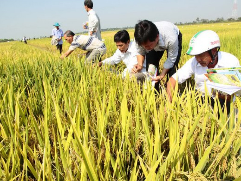 Việt Nam thua Thái Lan về giống nông sản?