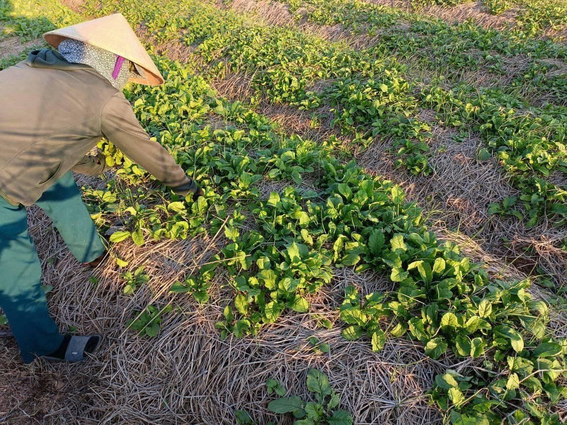 Do ảnh hưởng dịch bệnh Covid -19, hàng ngìn tấn rau màu của nông dân xã Nghi Thuân, Nghi Lộc (Nghệ An) khó tiêu thụ.