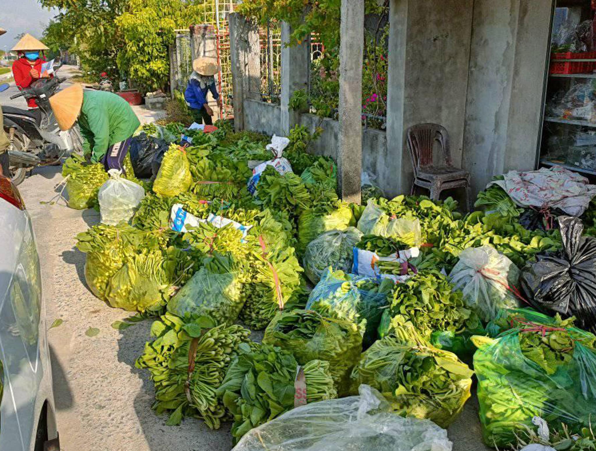 Nông dân xã Nghi Thuận (Nghi Lộc) thu hoạch rau màu chủ yếu cho các đơn vị, tổ chức thu mua nhỏ lẻ