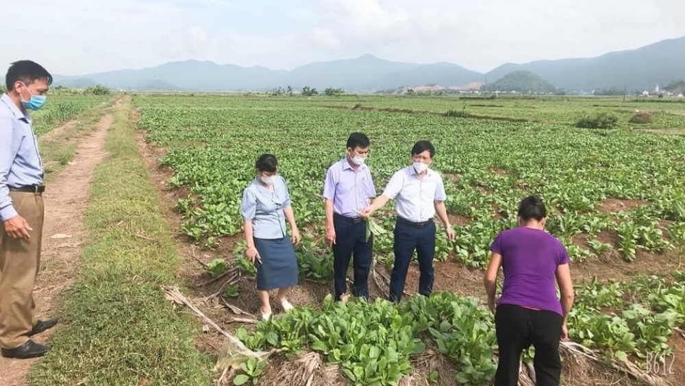 Gần 1.000 tấn rau ở Nghệ An “nằm ruộng” chờ người mua