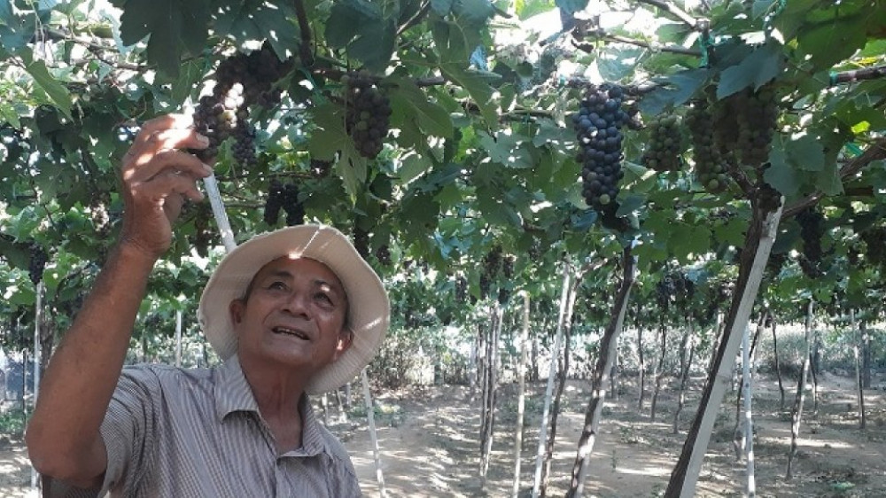 Nông dân trồng nho ở Ninh Thuận vui vì nho được giá