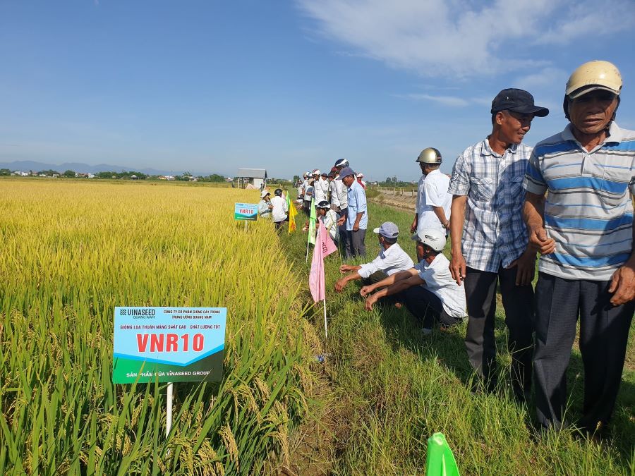 VNR10 thể hiện được tính chống chịu rất tốt trước thời tiết nắng nóng và phù hợp để sản xuất vụ hè thu.