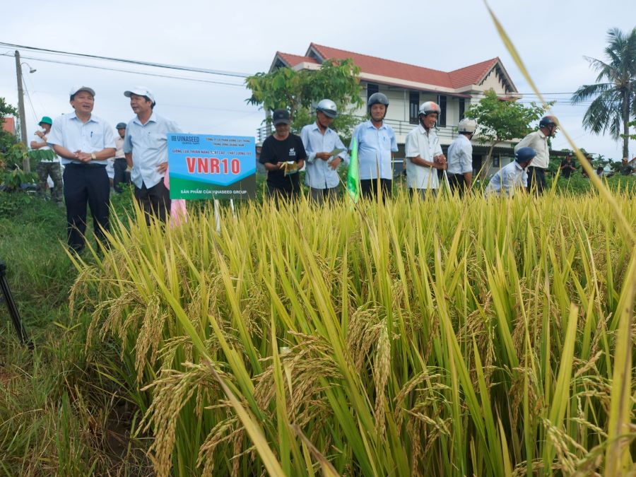Với nhiều tính năng vượt trội, giống lúa VNR10 được người nông dân Thừa Thiên- Huế đánh giá cao.