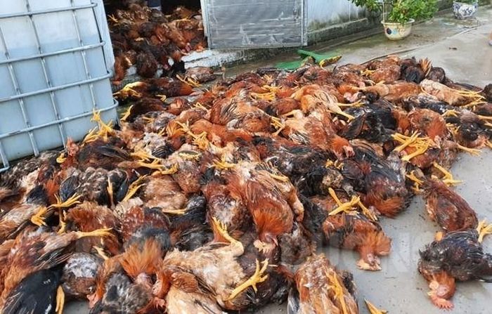 Gần 6.000 con gà bị sét đánh chết tại Hải Dương