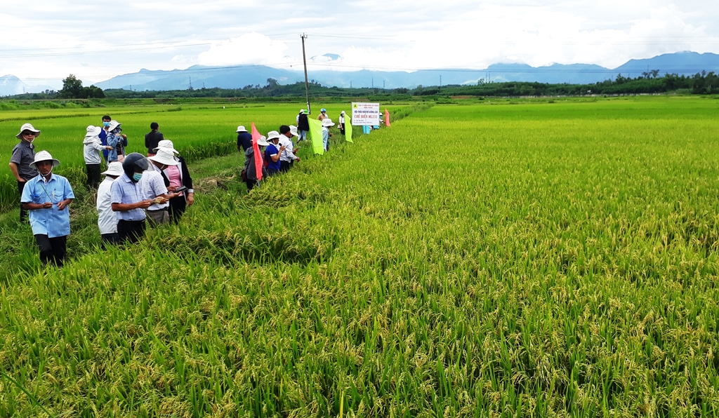 Các đại biểu tham quan đồng ruộng giống lúa ML232 tại xã Bình Minh, huyện Bình Sơn